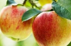 吃苹果可促进干细胞治疗