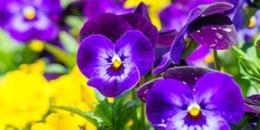10种美丽可食用的花朵对健康有很多好处